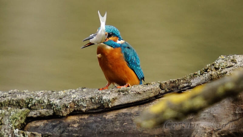Eisvogel sitzt mit gefangenem Fisch im Schnabel auf einem Ast