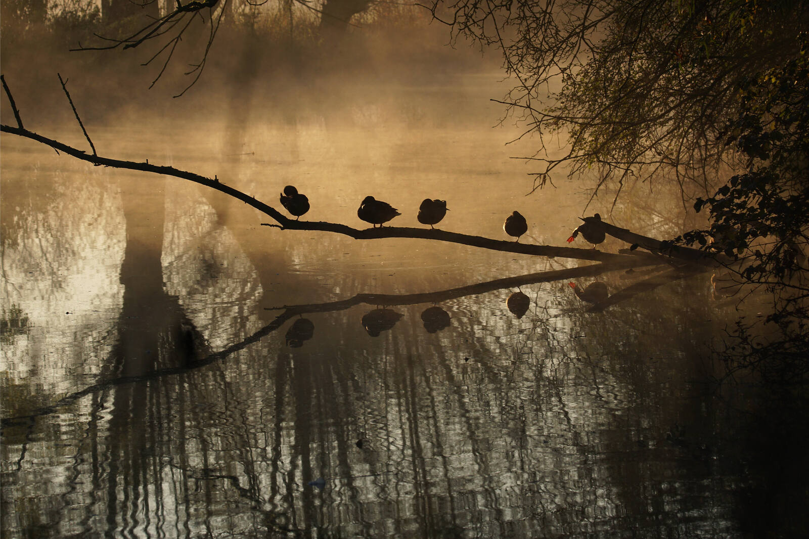 Enten sitzen bei Morgennebel auf einem Ast über dem Wasser