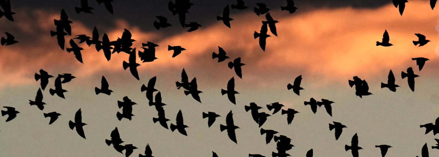 Großer Starenschwarm zeichnet Muster in den Abendhimmel