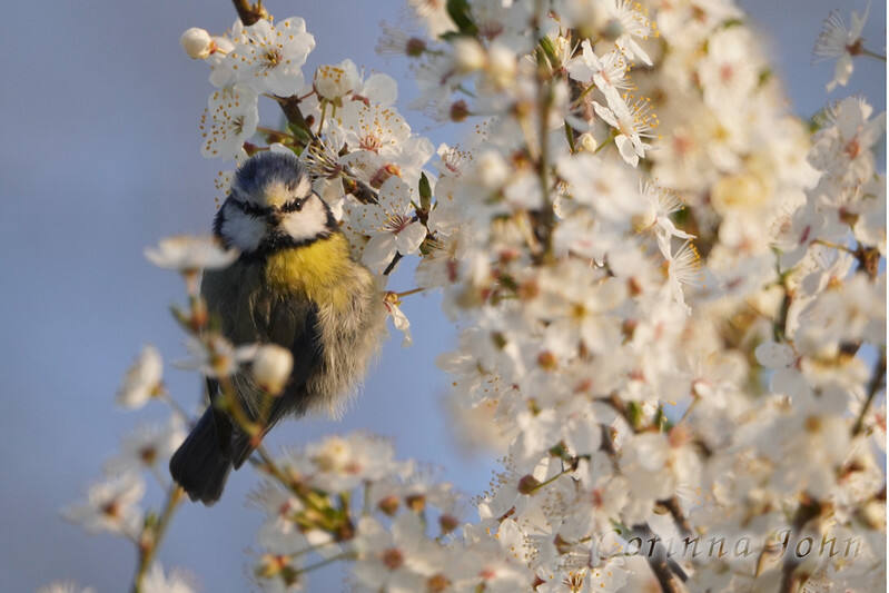 Blaumeise sitzt zwischen weißer Kirschblüte