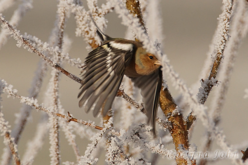 Ein Buchfink fliegt von einem Zweig ab, der mit Eiskristallen überzogen ist
