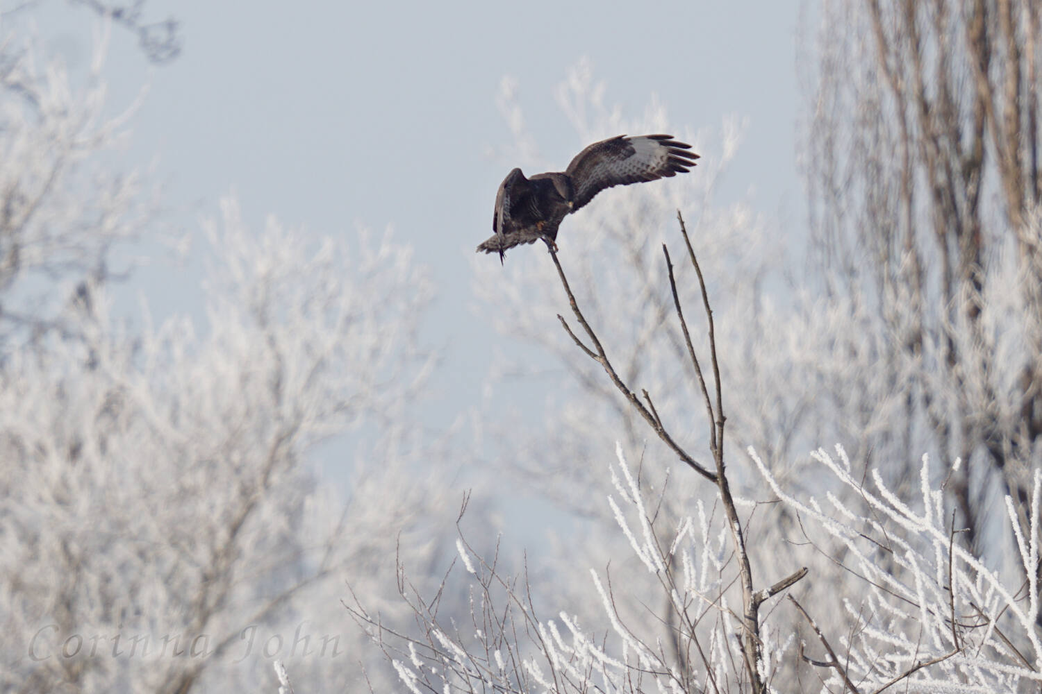 Bussard landet mit ausgebreiteten Schwingen auf einem reifbedeckten Zweig